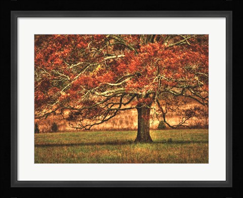 Framed Oak in the Cove Print