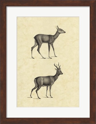 Framed Vintage Deer I Print