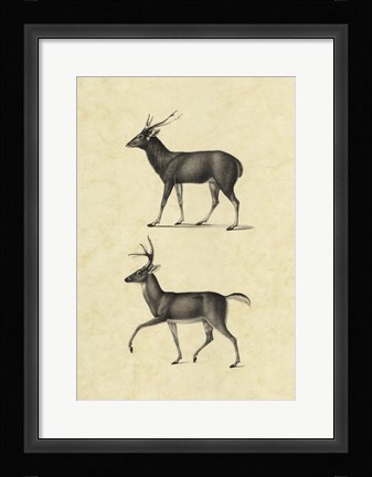 Framed Vintage Deer II Print
