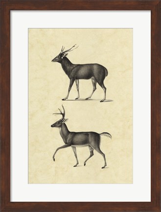 Framed Vintage Deer II Print