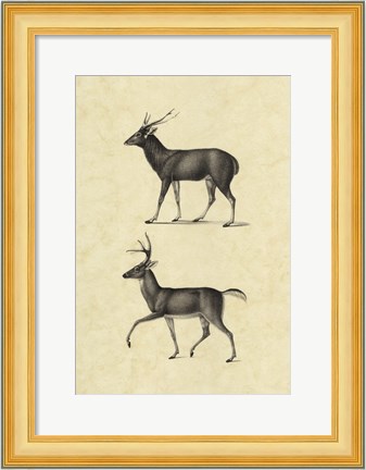 Framed Vintage Deer II Print