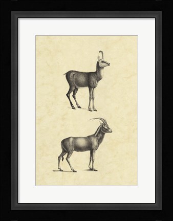 Framed Vintage Antelope Print