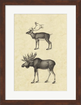 Framed Vintage Elk Print