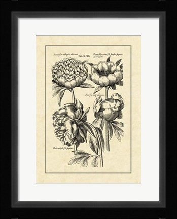 Framed Vintage Besler II Print