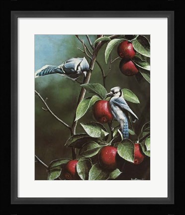 Framed Summer Blue Jays Print