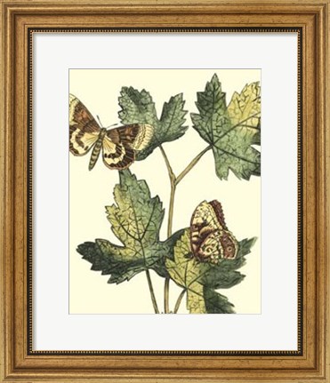 Framed Butterflies &amp; Leaves IV Print