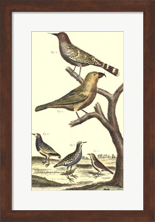 Framed Bird Family II Print