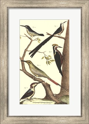 Framed Bird Family III Print