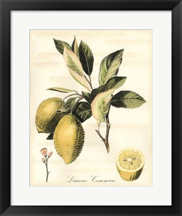 Framed Tuscan Fruits II Print