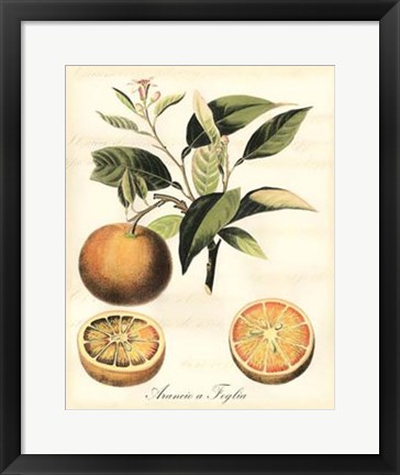 Framed Tuscan Fruits III Print