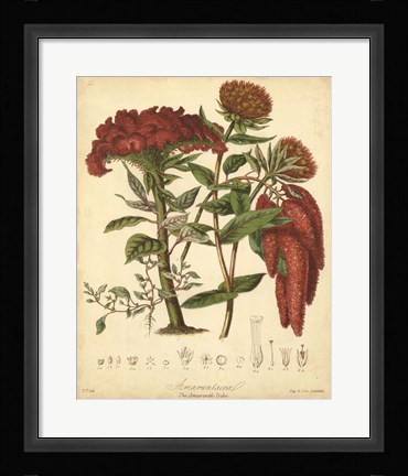 Framed Botanicals II Print