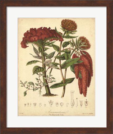 Framed Botanicals II Print