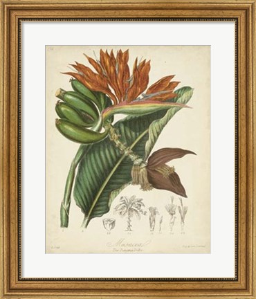 Framed Botanicals III Print
