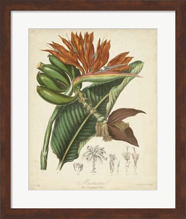 Framed Botanicals III Print