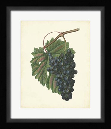 Framed Plantation Grapes I Print