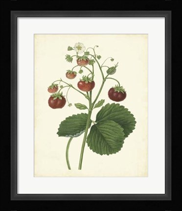 Framed Plantation Strawberries I Print