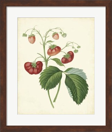 Framed Plantation Strawberries II Print