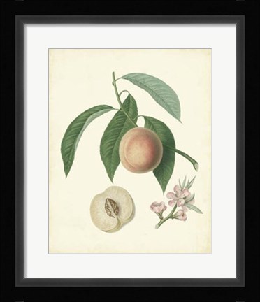 Framed Plantation Peaches I Print