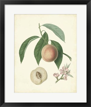 Framed Plantation Peaches I Print