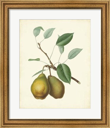 Framed Plantation Pears II Print