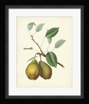 Framed Plantation Pears II Print
