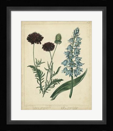 Framed Cottage Florals VI Print