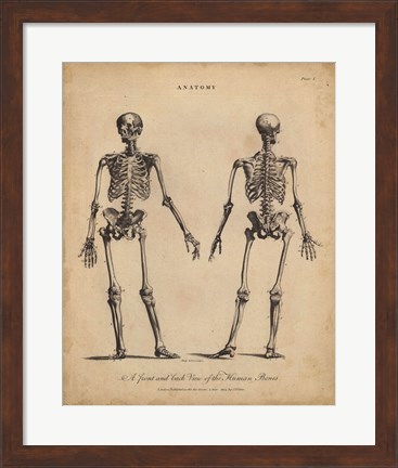 Framed Anatomy Study I Print