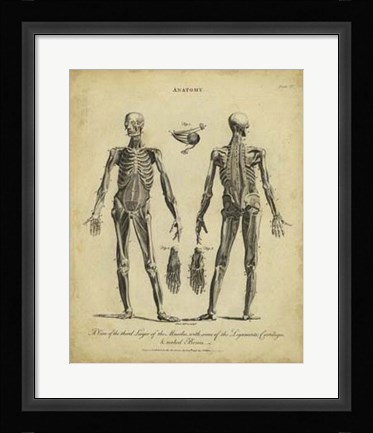 Framed Anatomy Study II Print