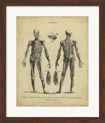 Framed Anatomy Study II Print