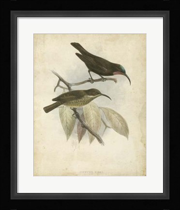 Framed Antique Gould Hummingbird I Print