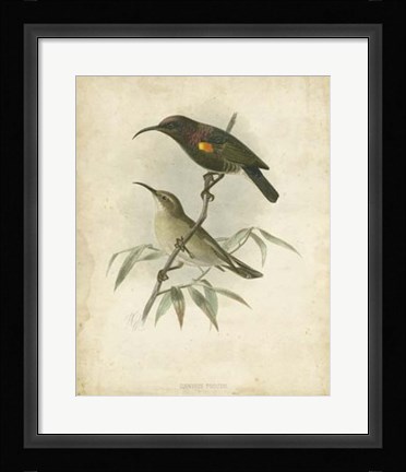 Framed Antique Gould Hummingbird II Print