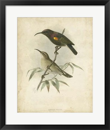 Framed Antique Gould Hummingbird II Print
