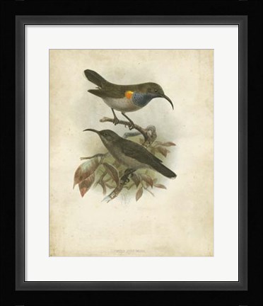 Framed Antique Gould Hummingbird III Print