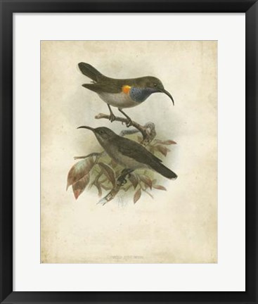 Framed Antique Gould Hummingbird III Print