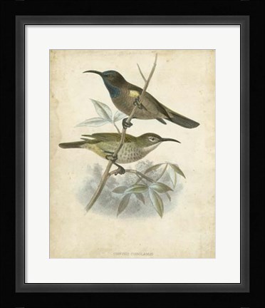Framed Antique Gould Hummingbird IV Print