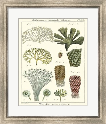 Framed Coral Classification I Print
