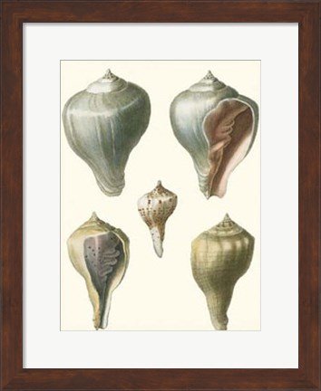 Framed Volute Shells, Pl.390 Print