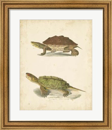 Framed Turtle Duo II Print
