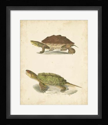 Framed Turtle Duo II Print