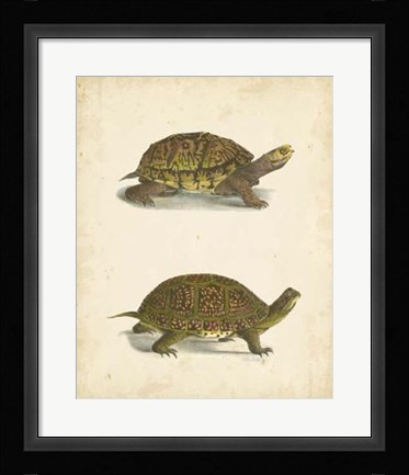 Framed Turtle Duo III Print
