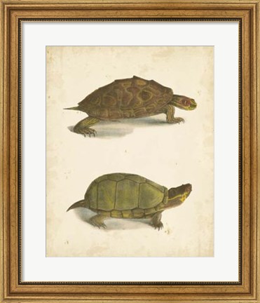 Framed Turtle Duo IV Print