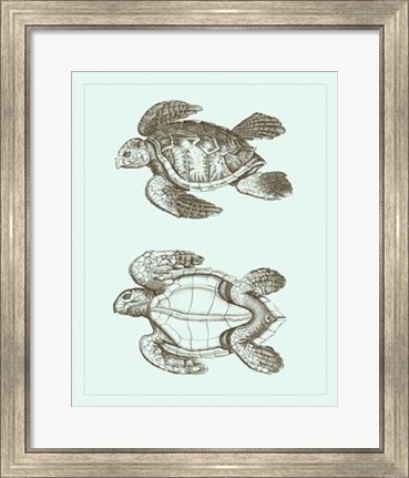 Framed Loggerhead Turtles II Print