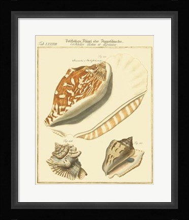Framed Antique Martini Shells III Print