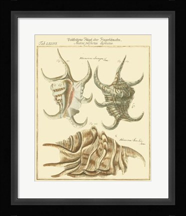 Framed Antique Martini Shells IV Print
