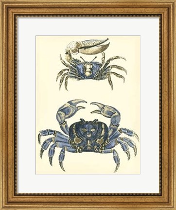 Framed Antique Blue Crabs II Print