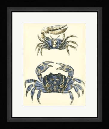 Framed Antique Blue Crabs II Print