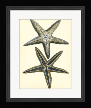 Framed Antique Blue Starfish I Print