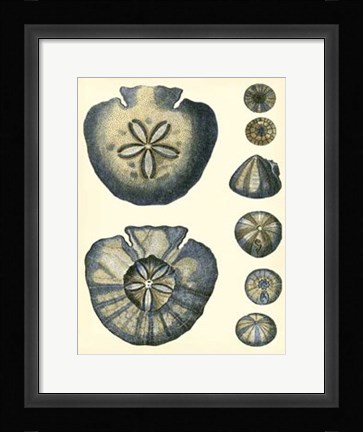 Framed Antique Blue Sanddollar Print