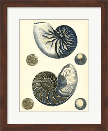 Framed Antique Blue Nautilus Print