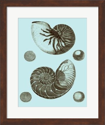 Framed Tinted Shells on Aqua I Print